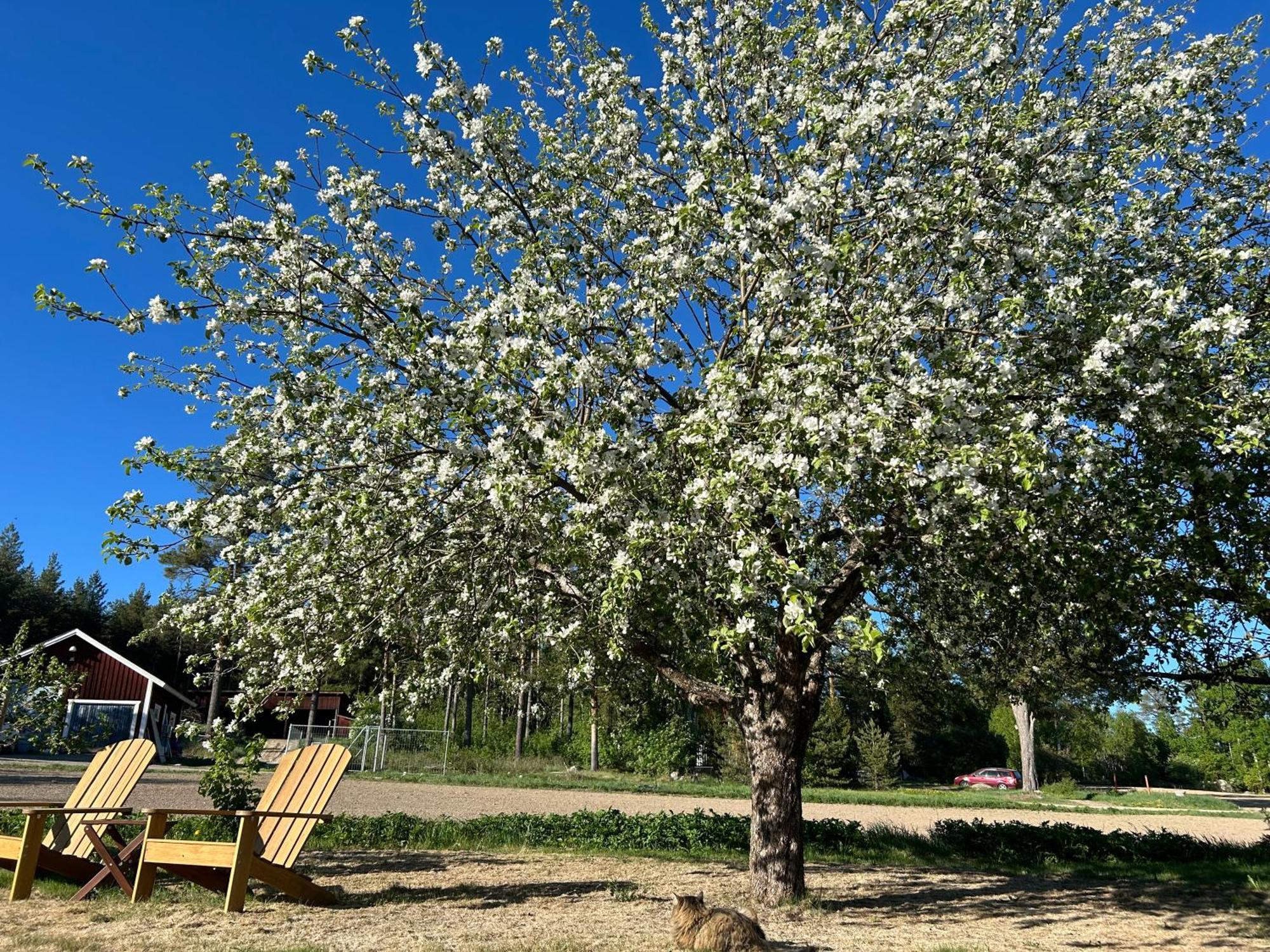 Järvsö Annas B&B מראה חיצוני תמונה